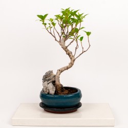 Bonsai - Ficus Microcarpa 6...