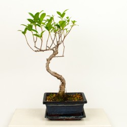 Bonsai - Ficus Microcarpa 1...